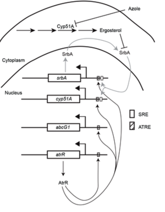 fungidb's tweet photo. A physiological tie between the biosynthesis of #ergosterol and expression of ABC transporter proteins is important for #azole resistance in #fungi #fungal #pathogen #Aspergillus #Candida @MoyeRowley #antifungalresistance https://t.co/KVzErRbQWp https://t.co/ILbXJx3ve8
