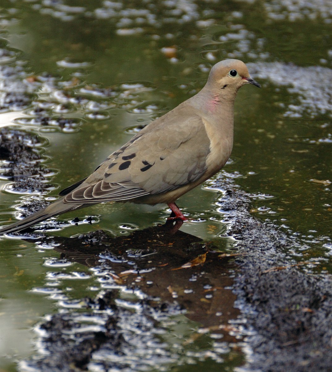 JBNaturalDesign's tweet photo. It is Throwback Bird Thursday yay!!! Some holidays right now from work so I can post these during the daytime hours, not the crack o' dawn or Friday! All from 2013 #durhamregion parks.
#devilduck #gadwellduck #juvioriole #mourningdove #TBThursday #birds https://t.co/j0NRAqog3f