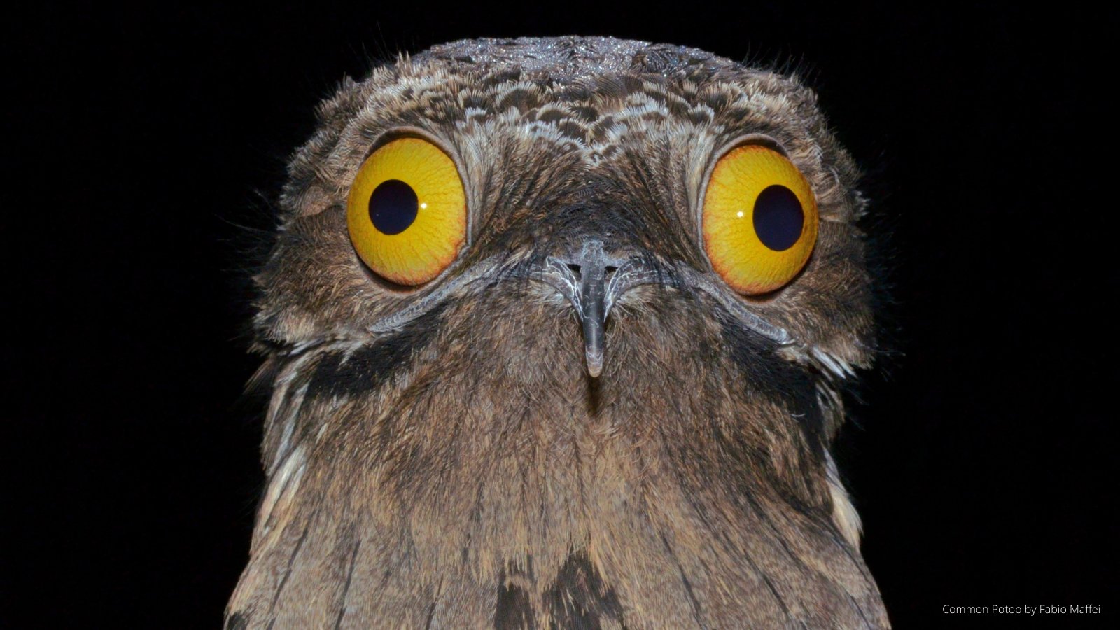 Yellow Unity Eye Black People With Yellow Eyes