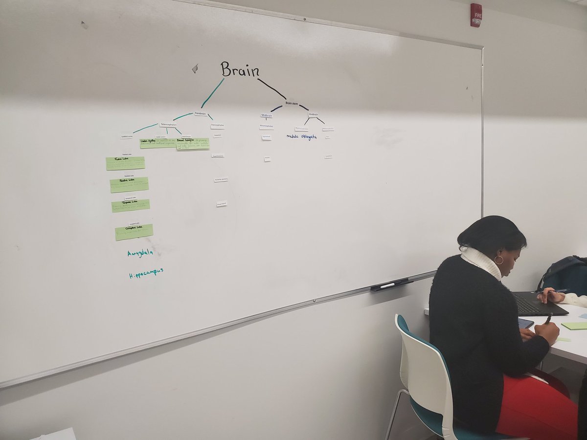 TaraVatNAC's tweet image. Flow charting anatomy and function of our CNS today in #anatomy and #physiology. @NUArcticCollege #NACNursing