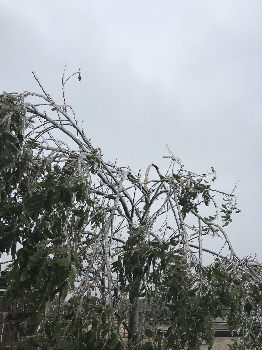 PecanPieces's tweet photo. #icestorm in #Oklahoma and #Texas has caused damage in #pecan orchards across both states.  #leaves and #pecans still on trees gave more surface for ice to freeze.  Extra weight in #trees  broke limbs off and in some #orchards split trees in half down to the ground. @nobleresinst https://t.co/DFwMGa7W2j