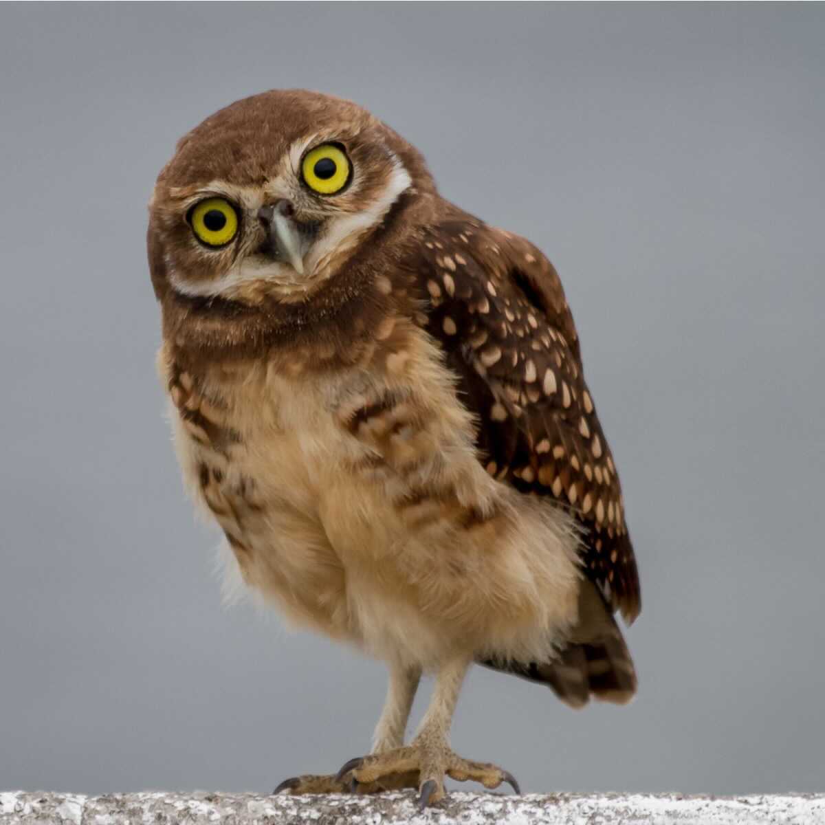 DollarShaveClub's tweet photo. 🕊️🦉The DSC lineup as birds: a thread 🐦🦜
Daily Face Moisturizer / Burrowing owl https://t.co/kvsSLLVpjN