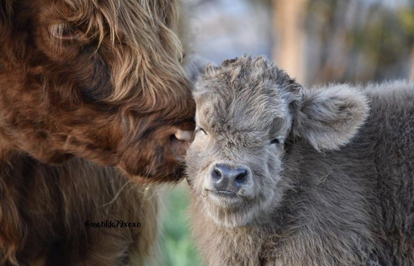 CowoftheDay1's tweet photo. 🗓 29th October 2020
🐮 Angus and his Mom 💘
🏷 Instagram/matilda79xoxo
💕 #animaloftheday https://t.co/meSOigdSds
