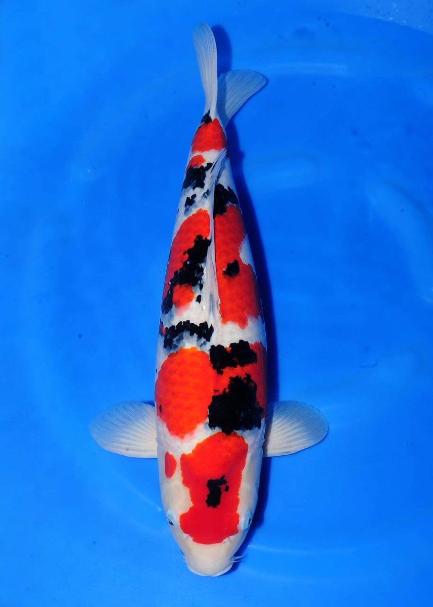 showmeashowa's tweet photo. Love a good sanke and this is a great one!!! Gonjiro stock kept at Minuma Koi Farm. Blocky, inky sumi and a wonderful body. So so happy!!! #minumakoifarm #sanke #tategoi #sumi #yabai #sugoi #nishikiogi #ichiban #kashira #showkoi #gosanke #zaukari https://t.co/Wesde4kydS
