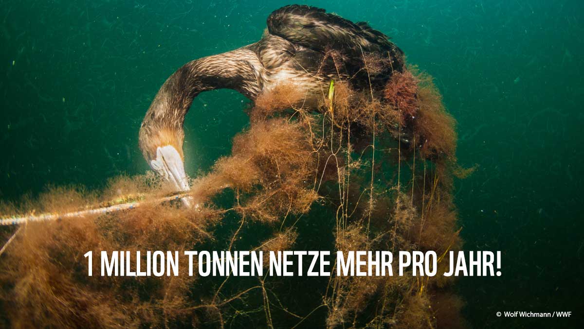 WWF_Deutschland's tweet image. 1/3 
#Plastikmüll im Meer - das bezieht sich auf viel mehr als Verpackungen und Plastikflaschen. Ein Drittel des Abfalls hier besteht aus #Fischerei|geräten - #Netze und Taue. Und davon gibt es mehr, als du glaubst: wwf.de/2020/oktober/g… #StopGhostGear #StopPlasticPollution