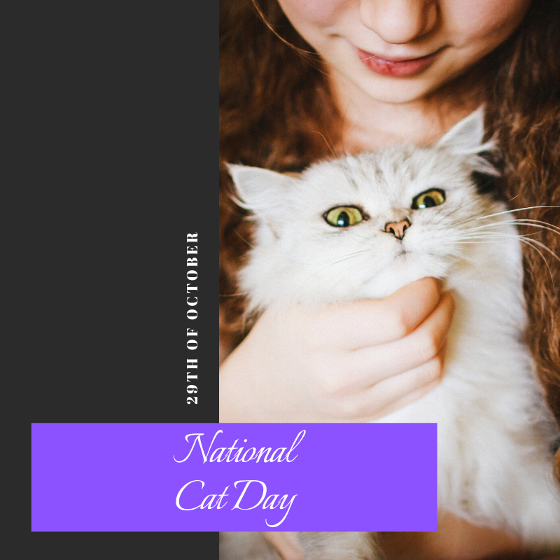 Essayswriting_'s tweet photo. Take a moment on National Cat Day to appreciate all the love cats bring. Yes, they’re on the aloof side, but they’ve come a long way Cat🐈‍⬛
._._._.
#essayswriting #essayswriting_org #student #studentlife #studentloan #holiday #NationalCatDay #thursdaymorning #ThursdayThoughts https://t.co/lbJKBCQK03