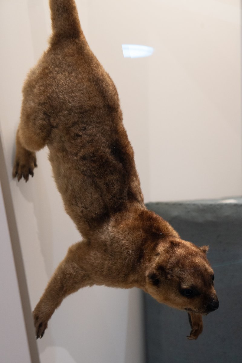 This week we are telling the story of how Jeremy the kinkajou travelled from  @WorldMuseum to become a star of our Life on Board gallery - follow  #JeremysJourney for the full story and find out more about kinkajous on our website:  https://www.liverpoolmuseums.org.uk/stories/why-jeremy-probably-wasnt-perfect-pet