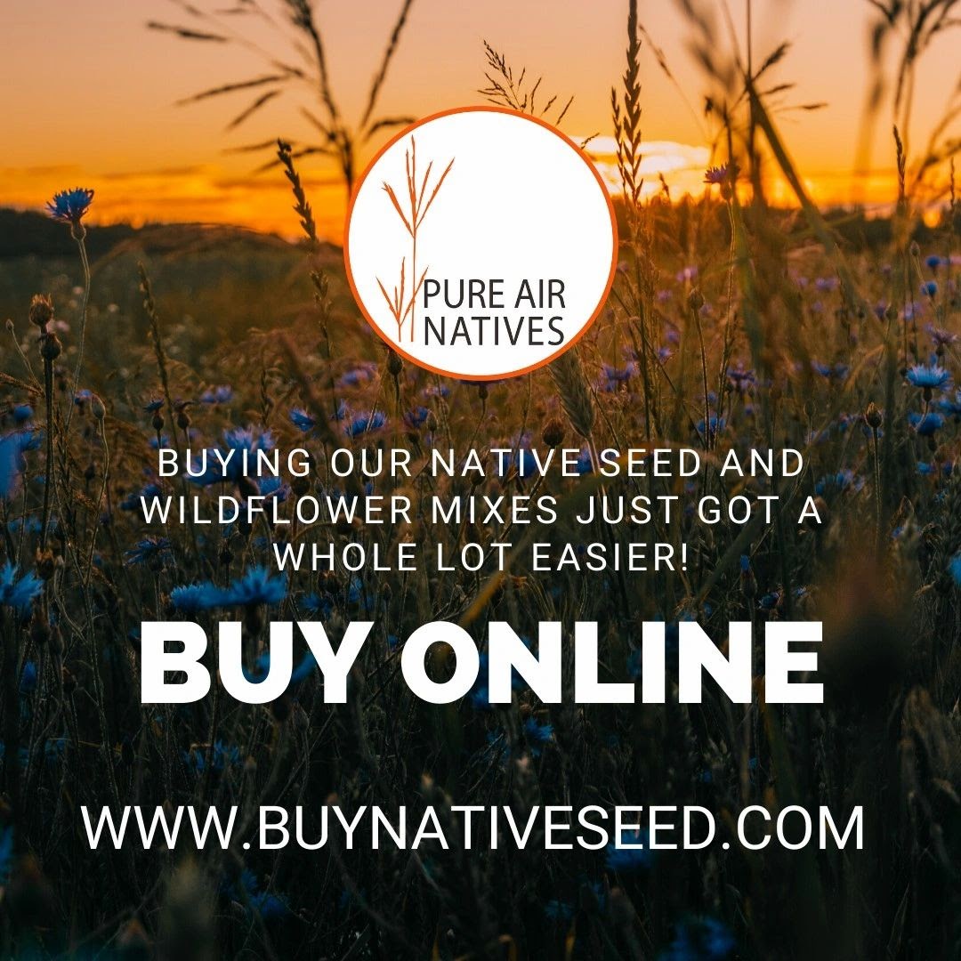 PureAirNatives's tweet photo. You can get Pure Air Native’s custom seed blends delivered directly to your door! 🌻 Shop our native grass and wildflower mixes on our website, and place your order today ➡️ https://t.co/fIWcgRS8ZD https://t.co/OpXoYFxrq6