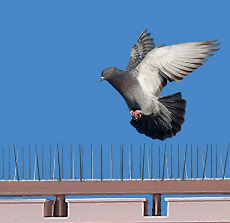 Pigeon Spikes 

Now get rid of pigeon
Message for requirements 

#pigeonspikes #pigeon #spikes #rkply01 #furniturelastforlife #furniture #interiors #exterior #home #homedecor #frontelevation #bird #birdcontrol #pigeoncontrol #birdspikes #ridofpigeon #ridofbird