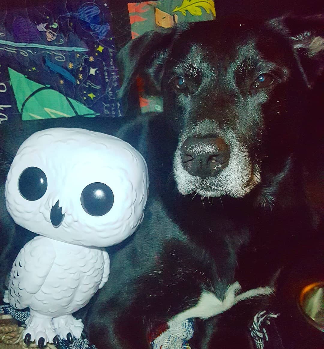 hgmaddhatter's tweet photo. Pet Day Funkoween @originalfunko @unitedfunkofam #funkophotoaday #myfunkostory #funaticofthemonth #funkoween #tuffphotography #tuffoct2020 #hedwig https://t.co/RnCjudXgaY