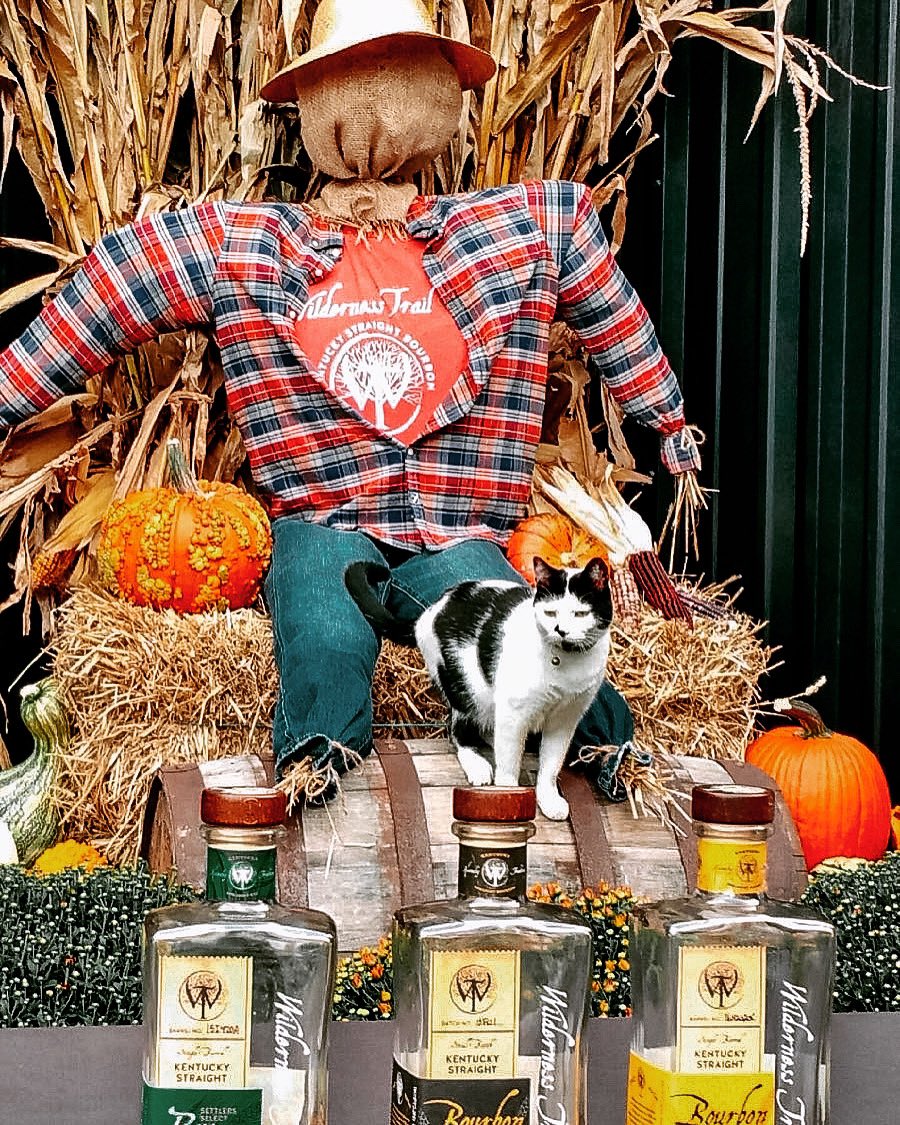 WTDistillery's tweet photo. Happy National Cat day! Cooper will be hosting all tastings today in celebration! 😹🥳🥃
#nationalcatday #cooperthecat #bourbon #whiskey #holiday #tourism #kentucky #fall #kentuckytourism #whattrailareyouon #catsofinstagram #taste #kyproud #supportlocal #wildernesstraildistillery https://t.co/5FNlIQc2GX