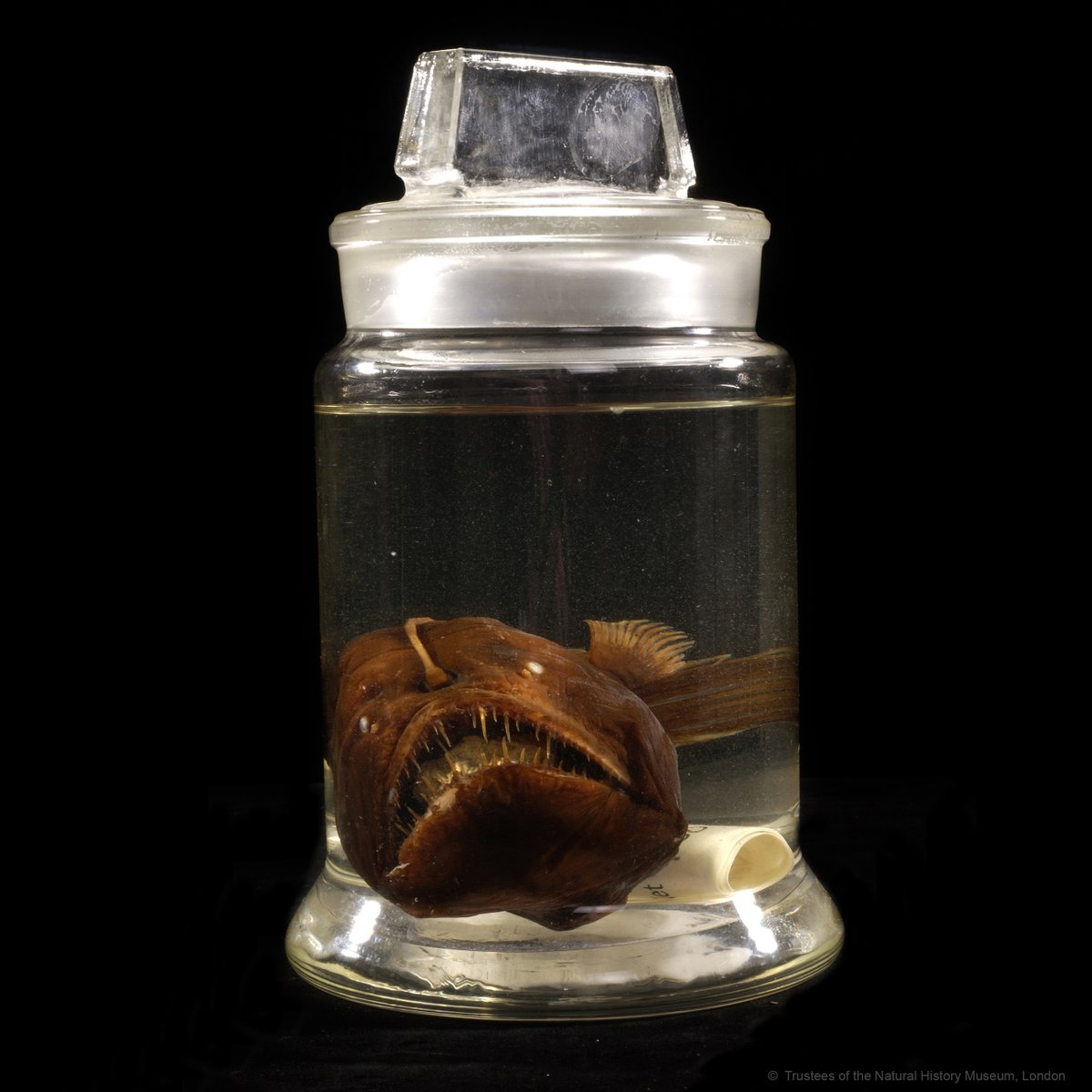 Natural History Museum tweet media