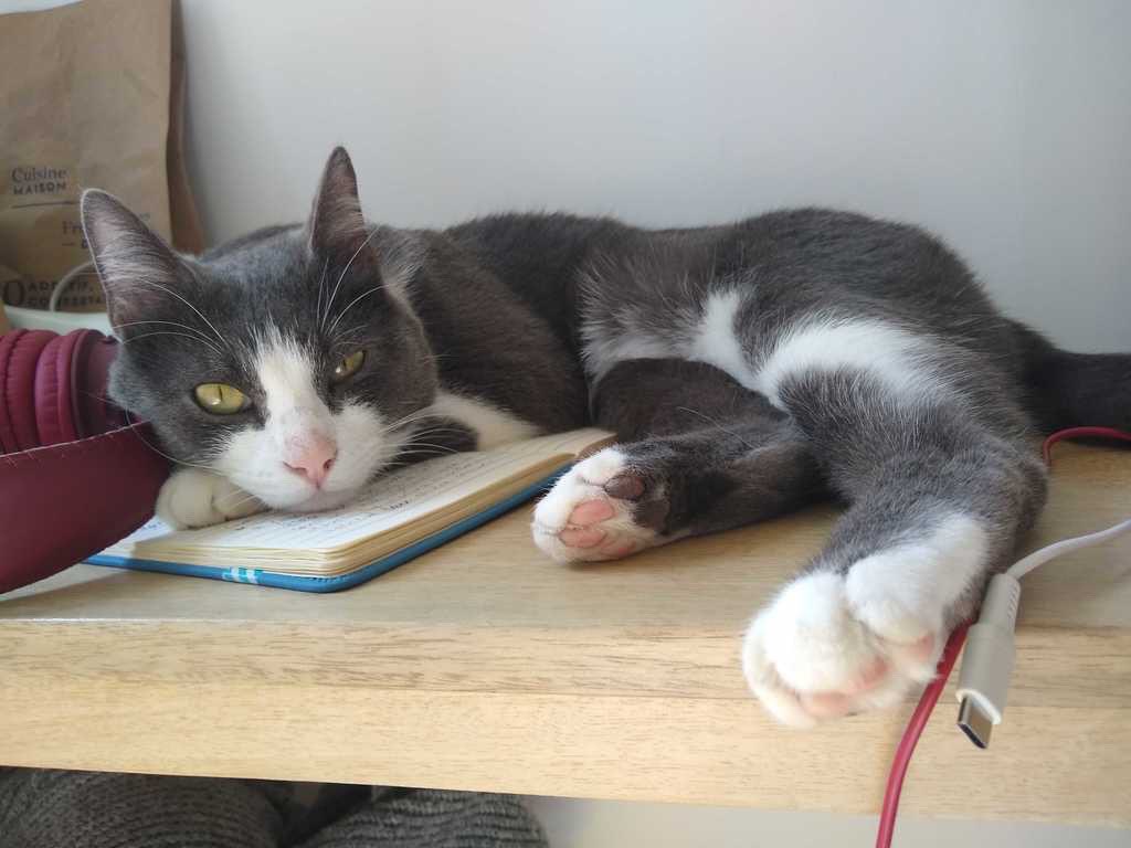This is Coco. I think the most curious thing about him is that he has learnt some tricks: he knows "sit down,” "give the paw" and "high five!" But, as he& #39;s still a cat, he will only do it if he has confirmed that I actually have food in my hands.