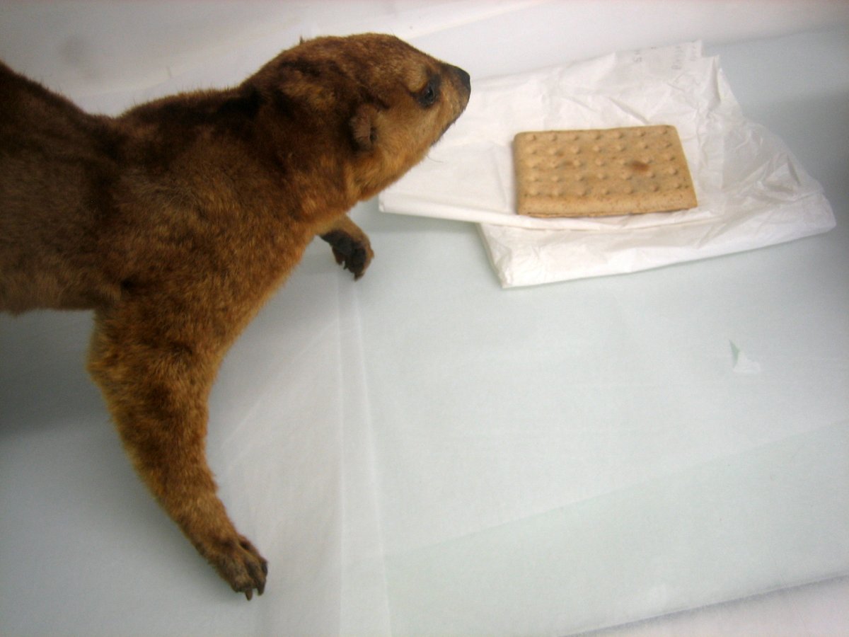 This ship’s biscuit is just one of the historic objects that you can see if you go to visit Jeremy the kinkajou in his new home in our Life on Board gallery.  #JeremysJourney