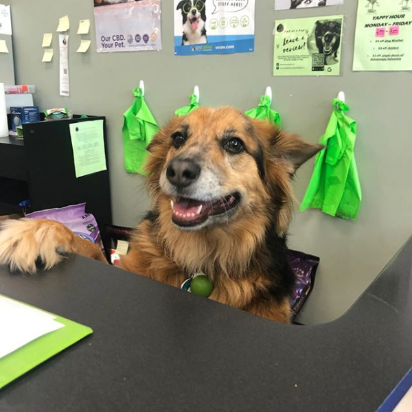 HappyHowiesInc's tweet photo. Happy Howie's happy dogs of the week!โฃโ โ
#tbt #throwbackthursday
โIs that Happy Howies I see?!โ -Nymeria ๐พ๐
โข
โข
โข
#happyhowies #ourlittlehelper #shewilldoanythingforahappyhowietreat #itsbetteratbentleys
( #๐ท @bentleyswhitemarsh ) https://t.co/HKqACAc5nd