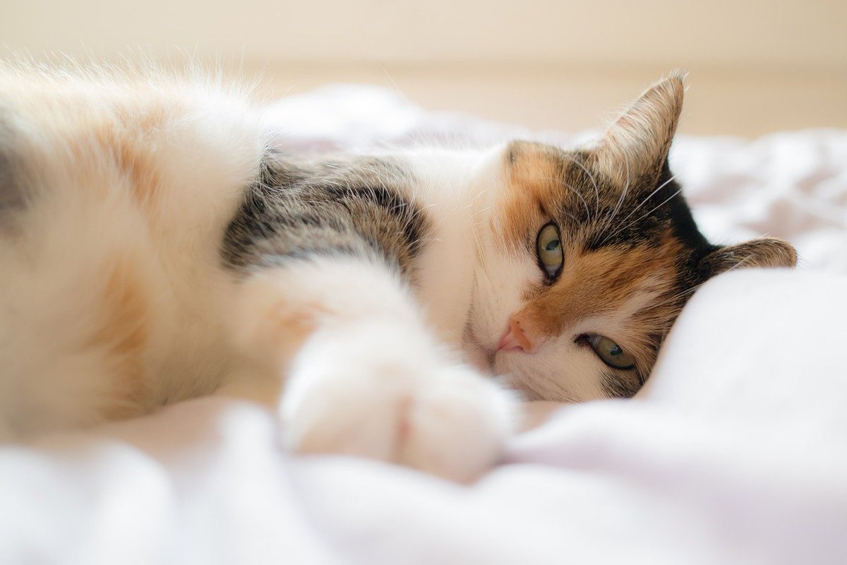Suite_Sleep's tweet photo. It's National Cat Day! Give your fur baby a squeeze today.💕 https://t.co/B2WE17jP0n