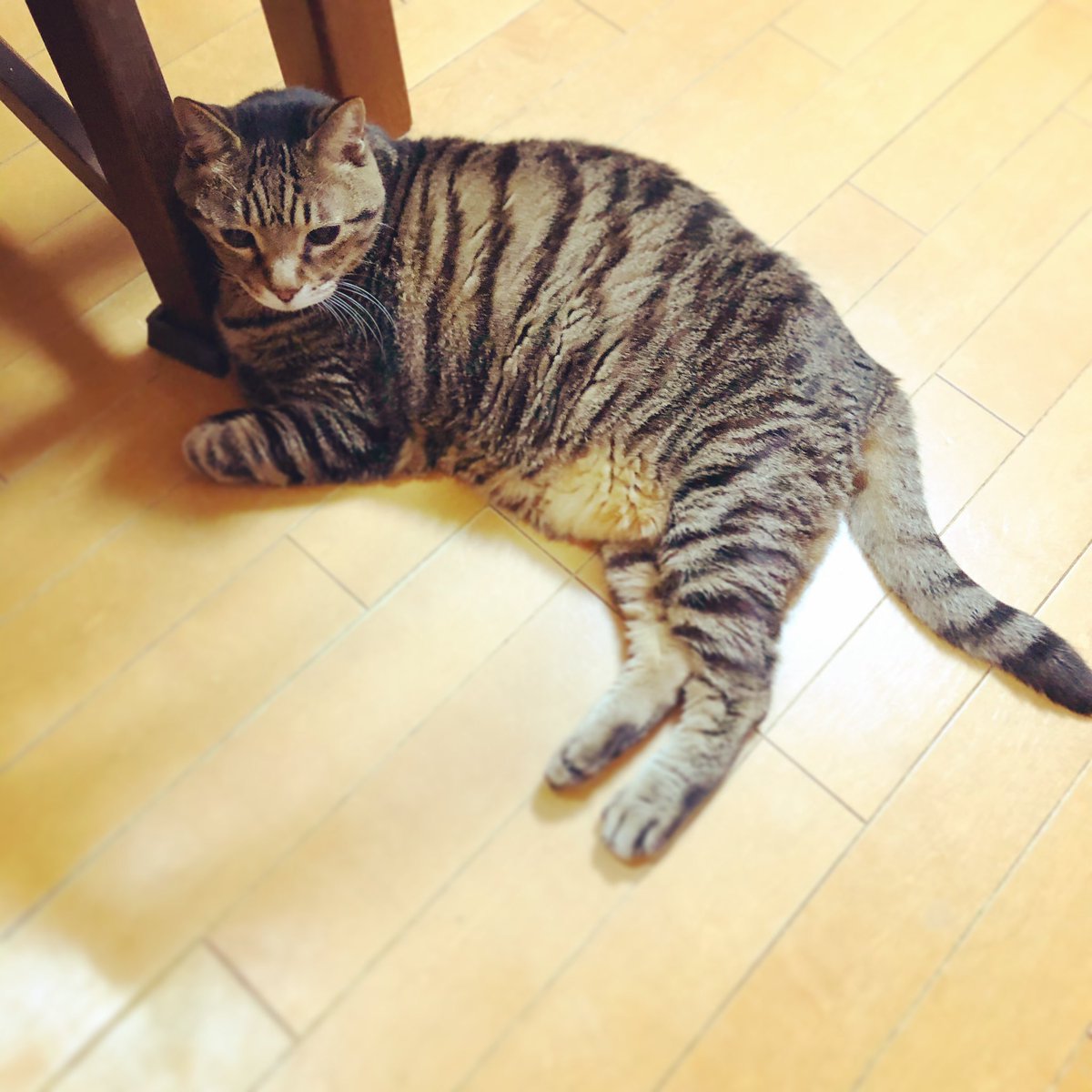 関善 あざます 昨日は夕方宅配の受け取りの時に気づかぬうちにドアの隙間からヒョイと外に出てしまったようで 以前に2度ほど同じようなことがあってそれからは外を怖がっていたのですが ーー ひとまず良かったです