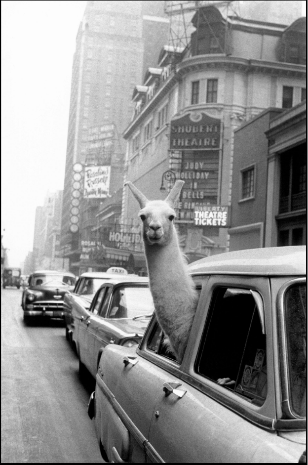 Llama  em Times Square ©️Inge Morath/Magnum, 1952. Hoje nem llamas nem humanos em bilheterias de teatros.