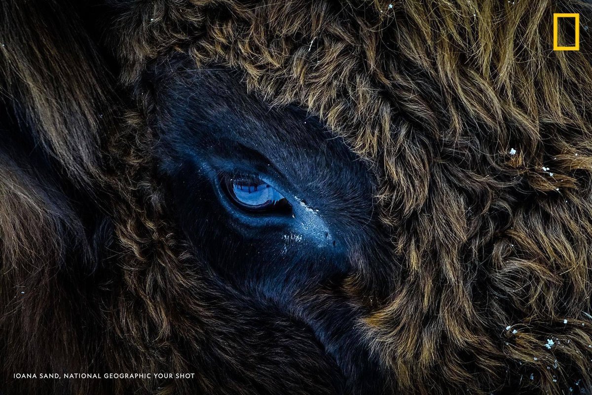 NatGeo's tweet photo. "Seeing my reflection in his eyes was something truly special," writes Your Shot photographer Ioana Sand. "This picture was shot at my local European bison sanctuary at Valea Zimbrilor, one of the biggest in Romania" https://t.co/DJ7dQxbYON