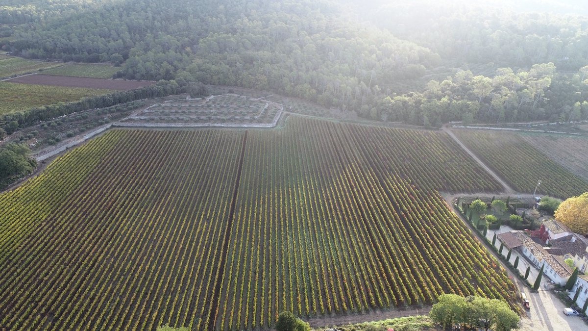 LeGrandCros's tweet photo. Here is an incredible morning view of the vineyard from above - it's always magical to see the world from a slightly different angle 🙌

Voici une vue matinale incroyable du vignoble d’en haut - c’est toujours magique de voir le monde sous un angle légèrement différent https://t.co/T8PmyYi9Rf