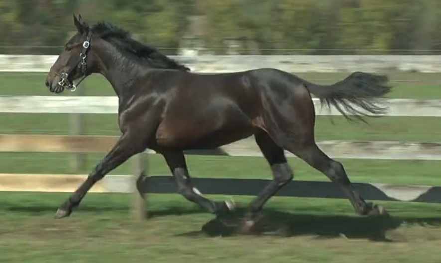 ZetteStable's tweet photo. Hip #553 in the @Standardbred Sale, JUJU ZETTE is by proven sire #CreditWinner, the first foal of Cantab Hall mare Sweetest Zette, and from the immediate family of World Champions Father Patrick and Chocolatier!

Get access to her videos and pedigree here:
https://t.co/Kh3ScdyZTS https://t.co/5xa7bwKwLy