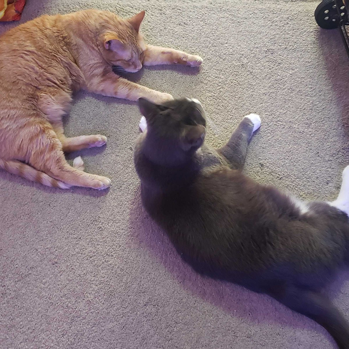 Say hi to Ken (Orange) & Anji (Tux) from the  @Warcraft QA, Encounters Team. "Both formerly feral, love to wrestle all time- both are named after fighting game characters and they certainly live up to their monikers everyday. "(Round two...FIGHT!)