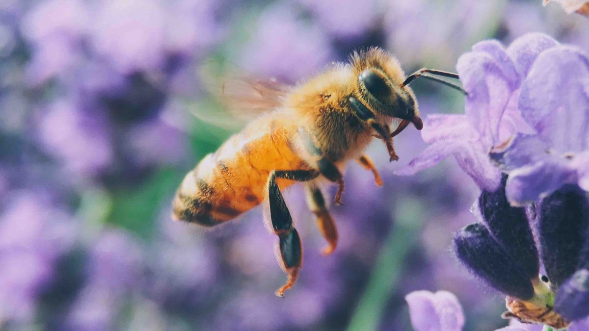 BeePinnacle's tweet photo. Building #bee habitats! 🐝

A list of plants to get you started include Lavender, Viper's Bugloss, Mahonia, Hawthorn, Bluebells and Crocuses. 🌼

These plants will attract bees and assist them in their #pollination journey. ❣️ https://t.co/WElmmxWBtv