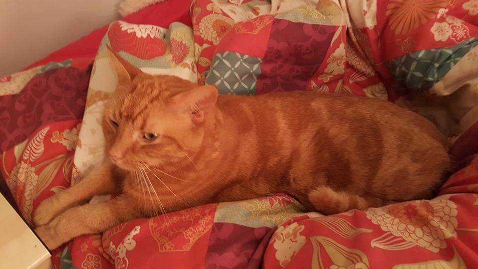 New Start Cat Rescue💜🐾 tweet media
