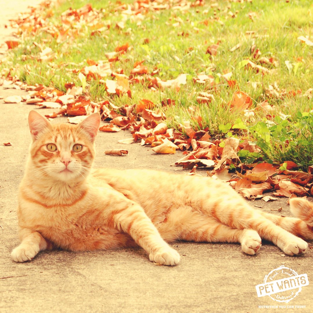 PetWants's tweet photo. Orange you glad it's #NationalCatDay ?  https://t.co/QsTkrBV69H https://t.co/BLdjtkRVMu