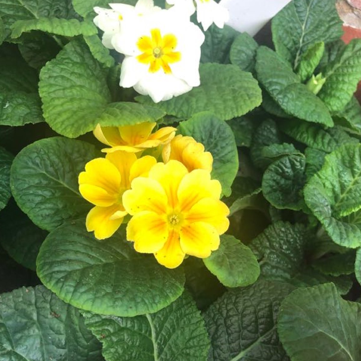 💜 Violas &amp; Pansies 
💛 Primroses
❤️ Cyclamen
💗 Heathers
Southwick road, North Boarhunt PO17 6JF
#mudislandgardencentre #wickham #fareham