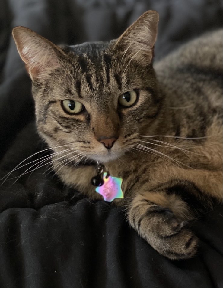 Meet Hondo. When he’s not sleeping he’s quite talkative and is getting a reputation amongst both my customers and in the neighborhood. I’ve received several emails from customers asking for his IG and more pictures.