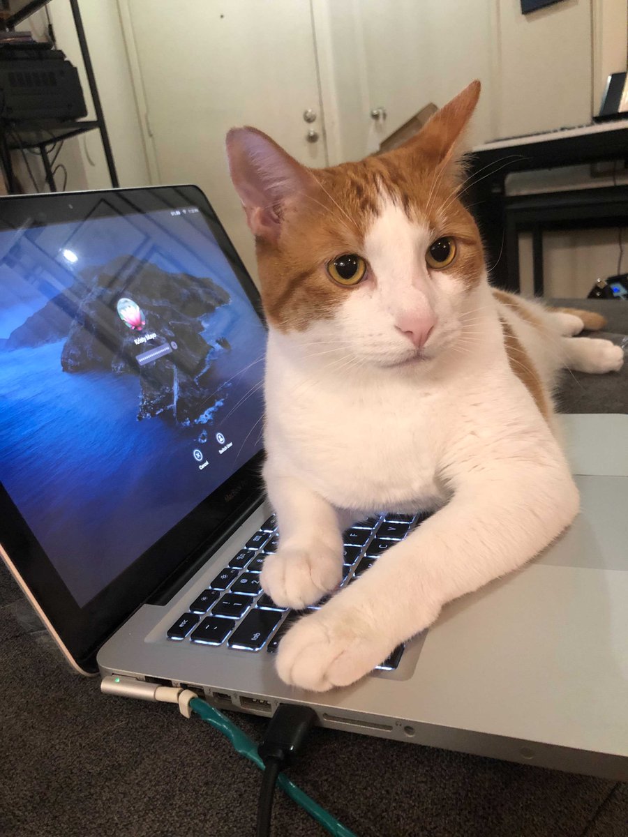 "Mr. Percy Weasley tries very hard to help." This is help we all need. Great job, Percy, the  @Warcraft Tools Team loves you sweetie but mama needs to log in. Fine, one treat but then seriously....okay two treats.