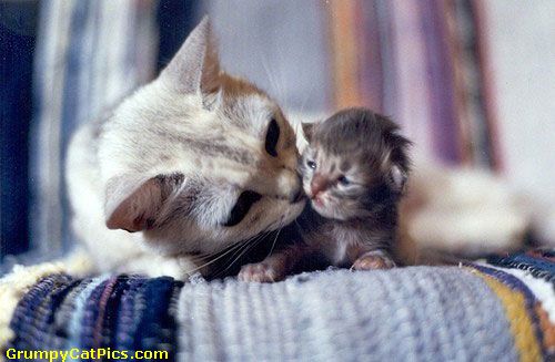 Tui Tui Sona tweet media