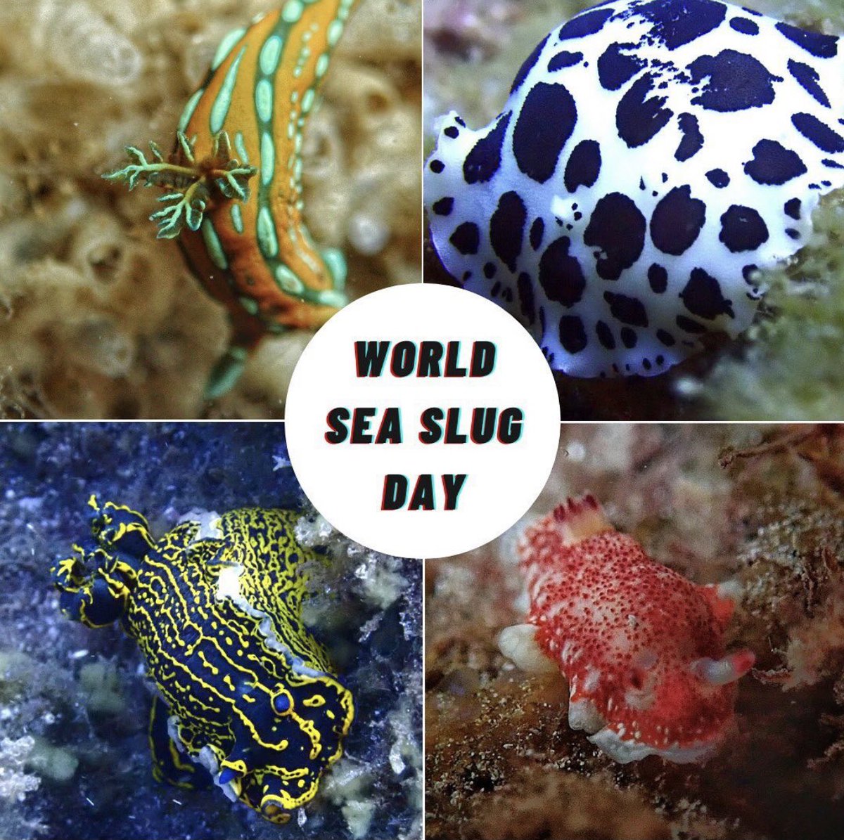 InnoceanaOrg's tweet photo. Everyday should be Sea Slug Day! No caption needed when it comes to these weirdly wild beautiful creatures 🐛🐌🌊 #seaslugday #nudibranch #wildlife #marineconservation #invertebrates #goodember https://t.co/eYMjbg87FP