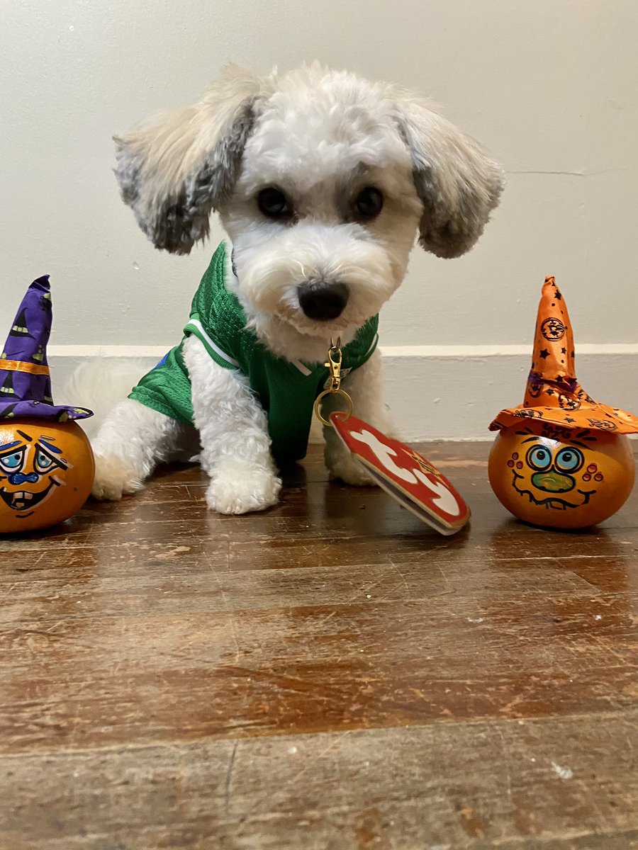 @CelticsSTM My puppy Paul Pierce as a Celticโs Beanie Baby! #BleedGreen @CelticsSTM https://t.co/wuuqK9gXuz
