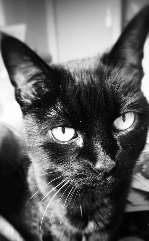 SaskiaPanterSch's tweet photo. @BetteMidler Lol, totally understand that, but please do me one favor, don't be unkind to black cats and kitties, they are such sweet loving souls. Like these 2 wonderfull girls, they filled my life with so much love and I miss them SOOOOOO much💔. Be kind to black cats.❤ https://t.co/swJSDYU9ld