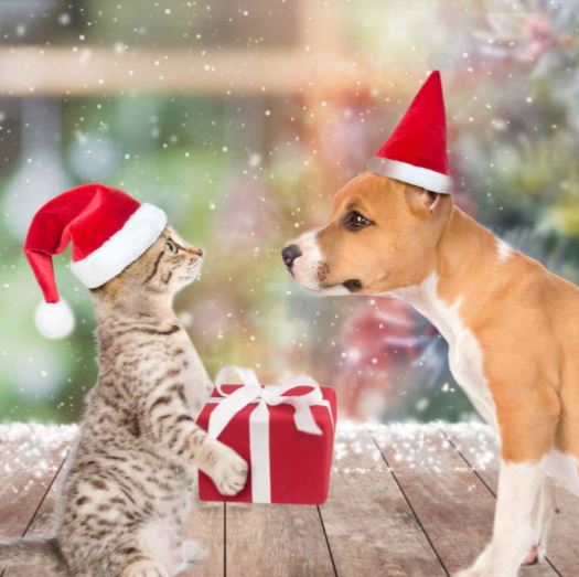 IrishBlueCross's tweet photo. Our Christmas Cards & 2021 Calendar are now available on our online shop! You can support the thousand of sick and injured animals we help each year by #GiftingForGood 👉 https://t.co/aAwSOROHaO #pets #christmascards #vets #cats #dogs https://t.co/8tvoe1Bglw