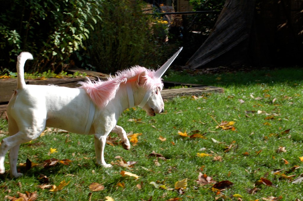 sara_bethell's tweet photo. Welcome back to the #Jackdog #Halloween2020 countdown! About 10 years ago, a #unicorn was spotted briefly in NE #PDX! https://t.co/XL7dyC94jJ