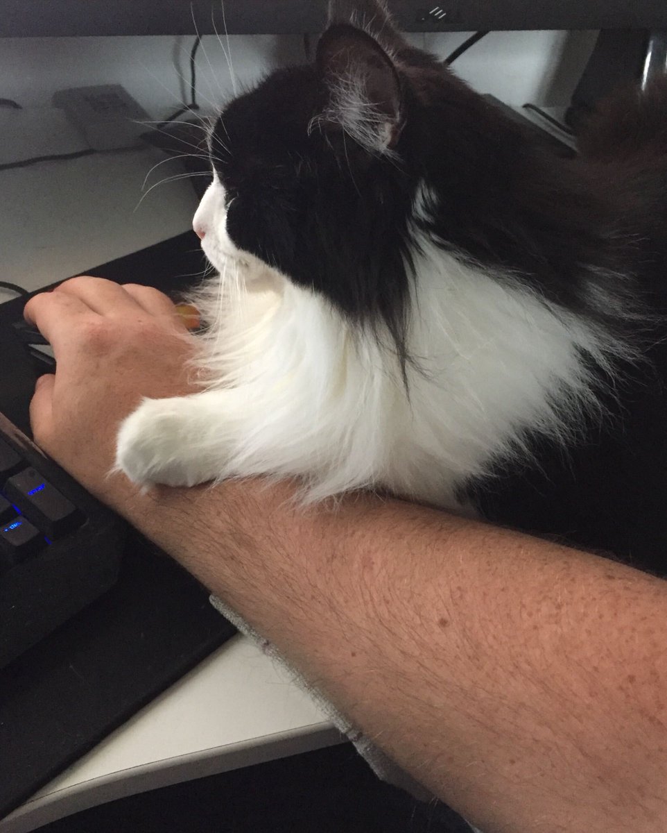 "Mischief (named so well before the WoW cat pet!) Blizzard CS - Cork office. Lives up to his name every day. My work from home buddy!"Ahem, officially international cat day now.