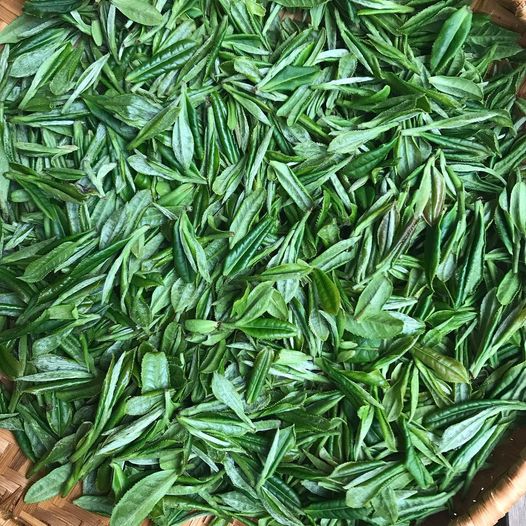 carolinafarm's tweet photo. We've heard lots of chatter about growing herbs and teas as well as making blends lately, so we're visiting a tea grower in Chapel Hill, NC (Christine Parks of Camellia Forest Tea Gardens) tomorrow for #ThisWeekatCFSA!
Join us at 10 am! https://t.co/2vho1SrkLj https://t.co/IyxiWkqGxT