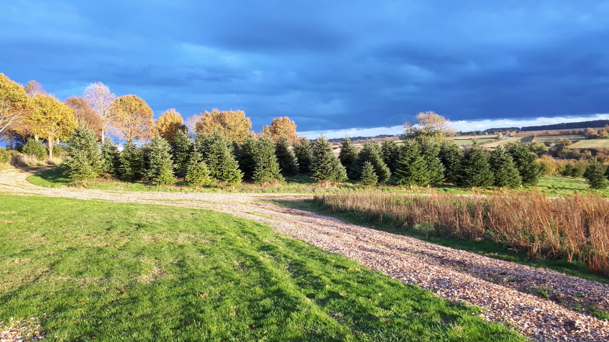DigbyFarm's tweet photo. Digby Farm Christmas Trees is opening on the 26th November 2020
Things will be a little different this year to keep everyone safe, more information and updates to follow. https://t.co/qBxPMyyBIq