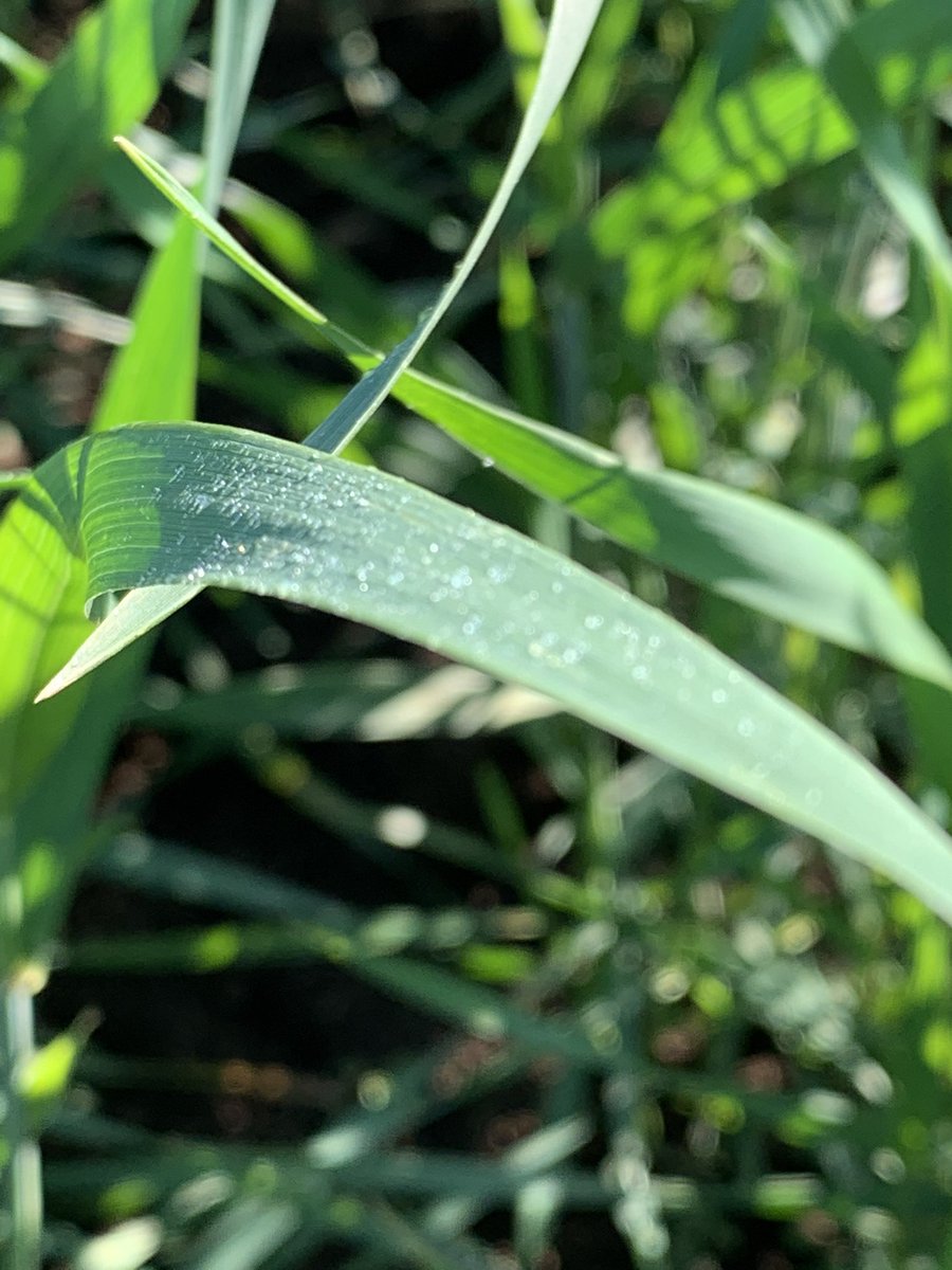 Porque la roya amarilla perjudica enormemente la producción de trigo, buscamos resistencia genética. PMG Trigo, creando trigos para Chile😎<a href="/Ivanchillan/">Ivan Matus</a> <a href="/guscobo/">Gus 🇮🇱</a> <a href="/ChileBio_AG/">ChileBio</a> <a href="/Kcordero_lara/">Karla Cordero Lara</a> <a href="/anmendez/">Ana Maria</a> <a href="/Soledad_Espinoz/">Sistemas Silvopastoriles en Secano</a>
