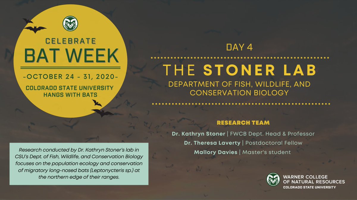  #BatWeek with CSU: Day 4! Today we feature research conducted by the Stoner Lab at the Warner College of Natural Resources focused on the population  #ecology &  #conservation of migratory long-nosed  #bats.  #CSUhangswithbats  #BatWeek2020 
