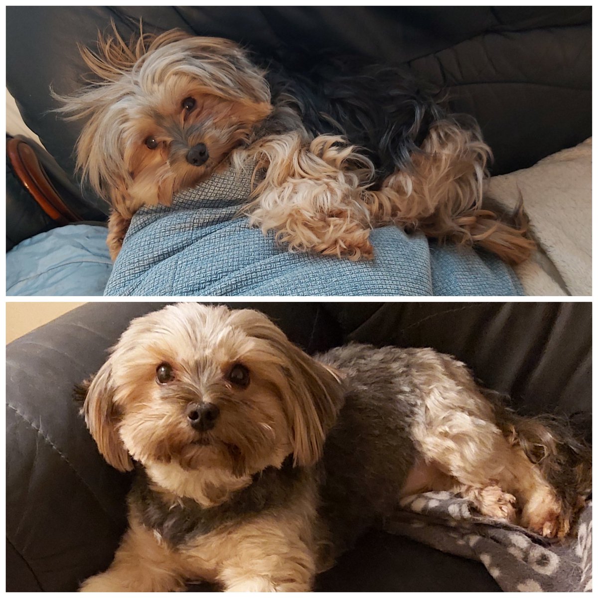 Yoshi23052039's tweet photo. Got a haircut today - feeling naked! #DogsofTwittter  #yorkielife #yorkielovers https://t.co/1PJX9hH4NO