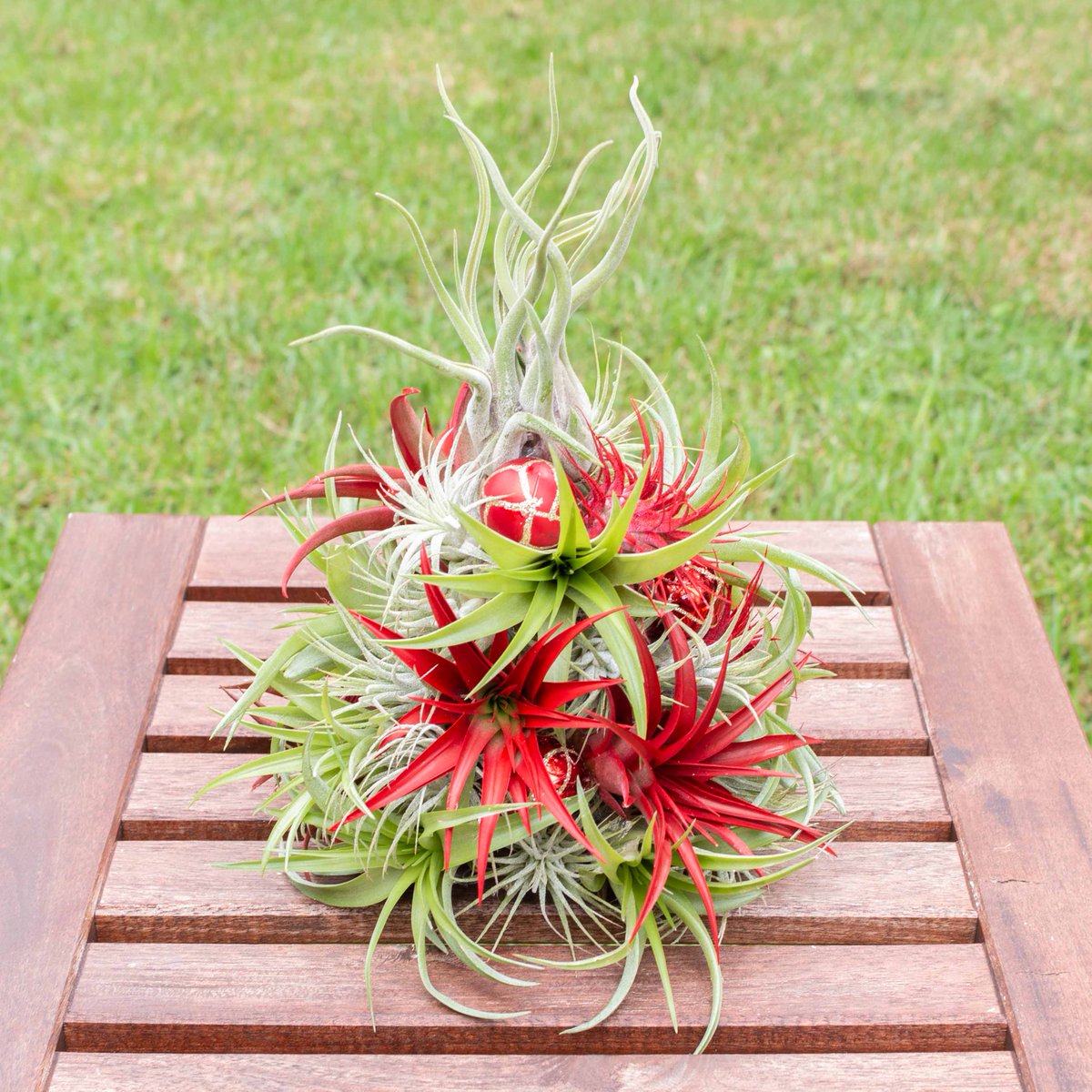 Air Plant Supply Co. (@airplantsupply) / Posts / X