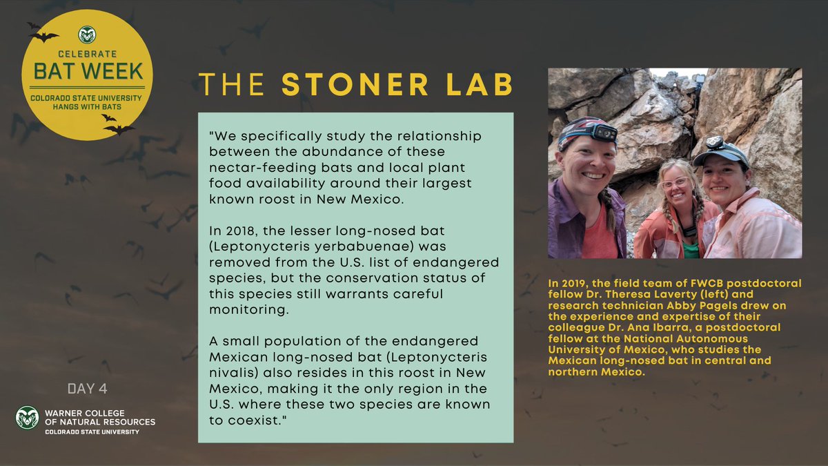 The Stoner Lab specifically studies the relationship between the abundance of these nectar-feeding bats and local plant food availability around their largest known roost in New Mexico.  #CSUhangswithbats  #BatWeek2020