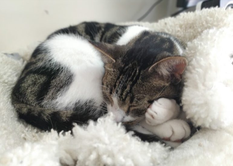 "This is Pipis ("Squeaky" in Swedish), so named because he asks for food often and loudly. He's a rescue cat who decided to adopt us and the Blizzard CS Team here in Cork!"Well this is only everything. And if you didn't just think "ooh little paws together!" you're lying.