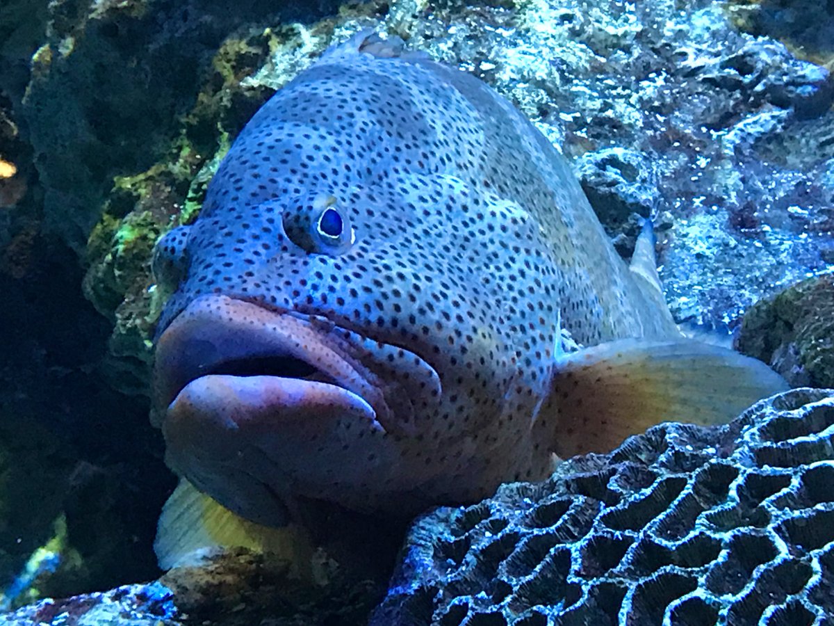 MisterMoneill's tweet image. When you reproduce something in #R by copy and pasting and then get a completely new error message... #datavisualization #fishdata #redhind #grouper #rcode