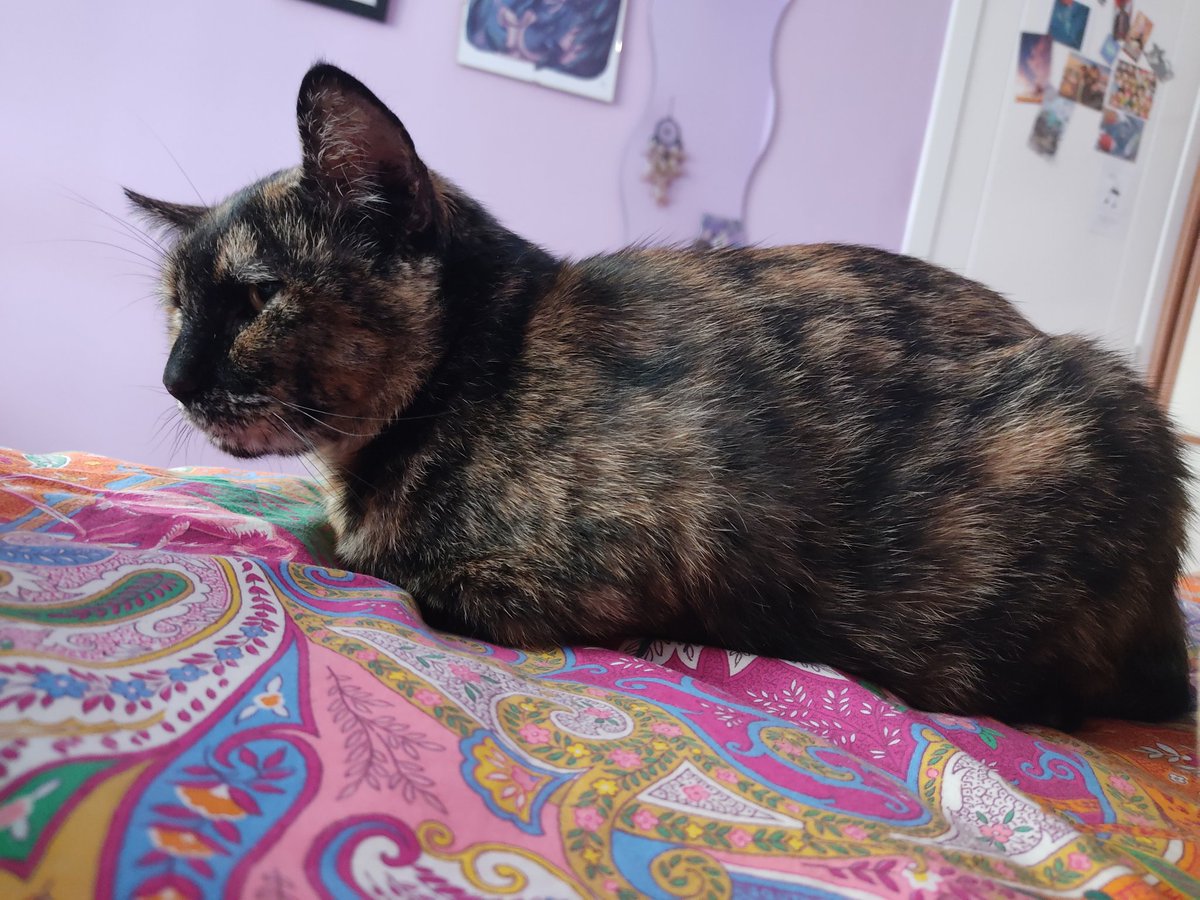 Patricia 😸 tweet media