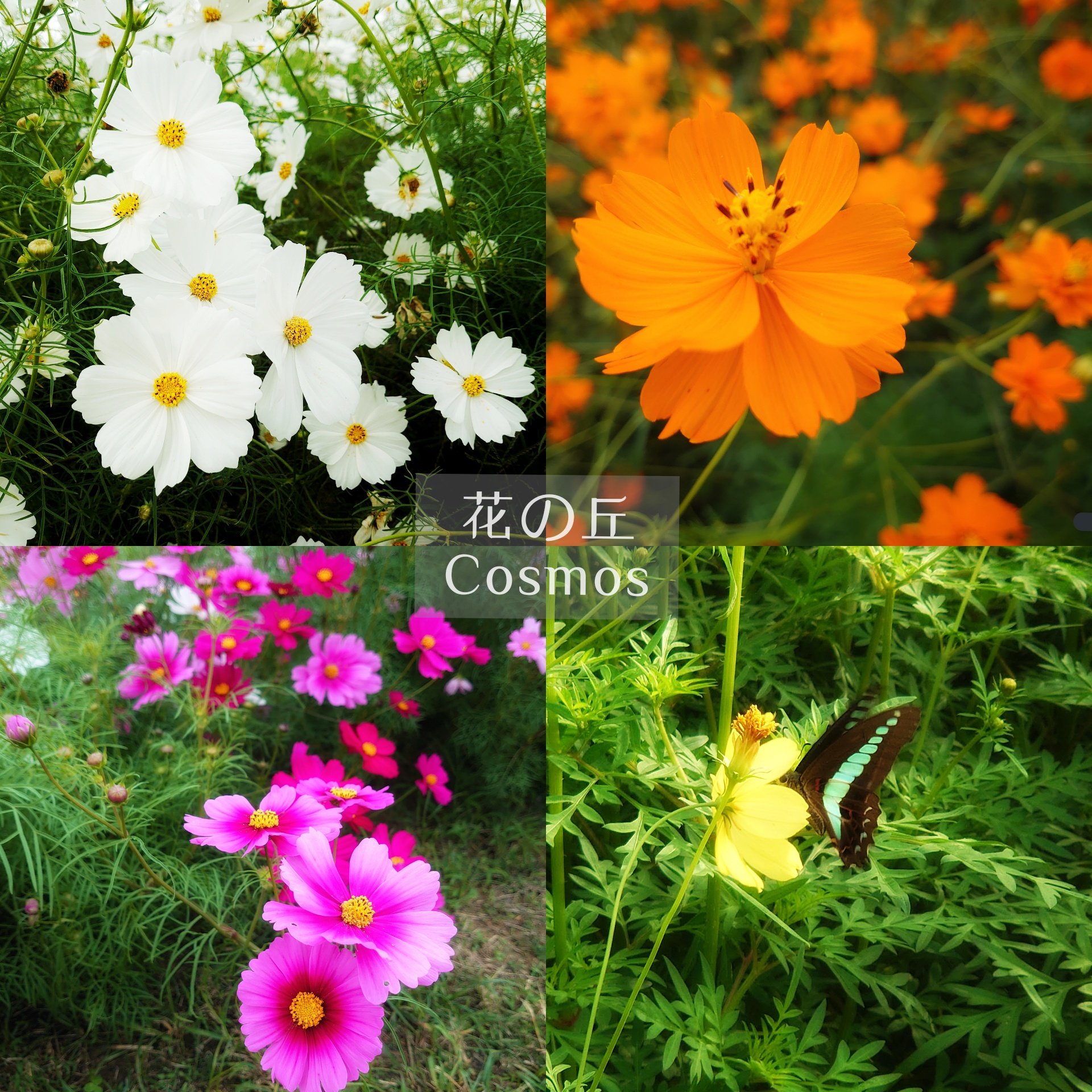 谷村朱聽子 Akiko Tanimura Akit1218 Twitter